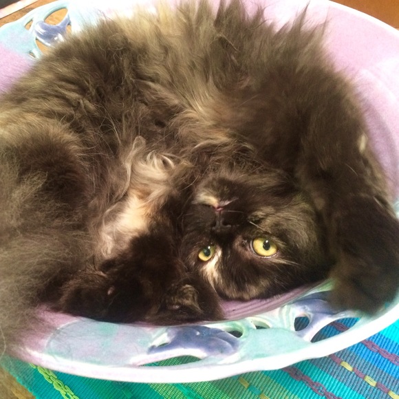 BOWL ME OVER WITH AN OFFER 😍🌺😍🌺😍🌺😍🌺😍!! - Picture 5 of 8